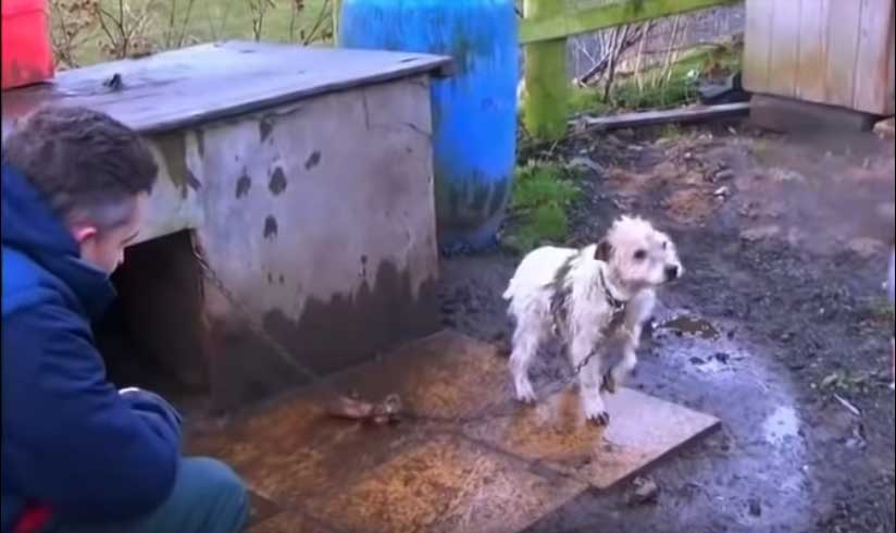 Dogs discovered living in damp, cold and dirty conditions at the farm co-owned by David Thomas