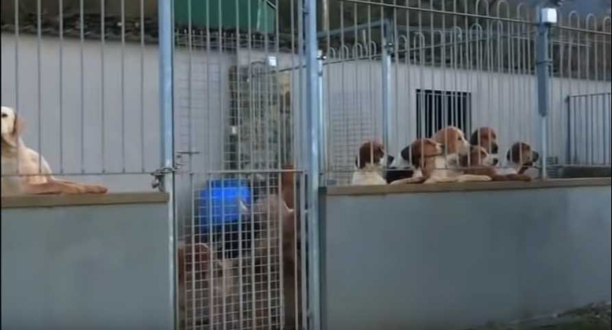 The foxes were trapped in a cage which was placed next to kennels containing hunting hounds