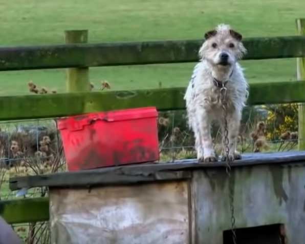 Dogs discovered living in damp, cold and dirty conditions at the farm co-owned by David Thomas