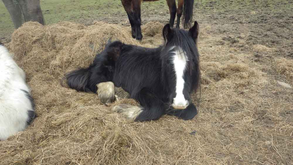 Horses neglected by Claire Machin from Stoke on Trent, UK