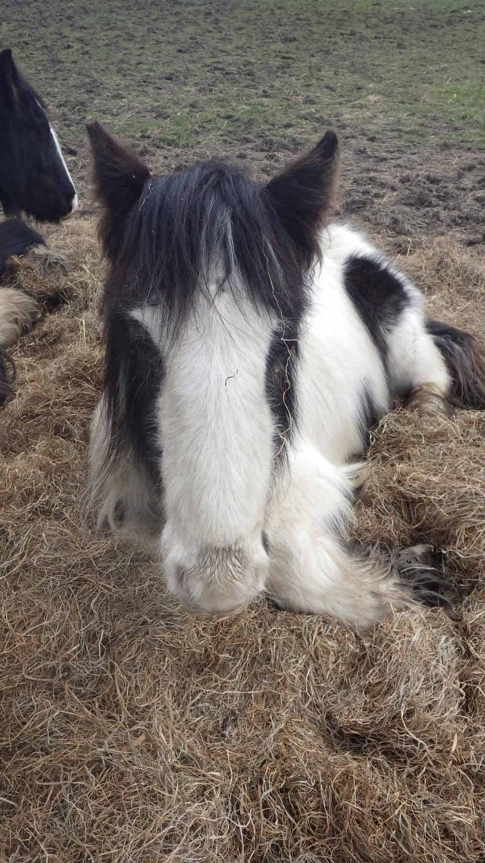 Horses neglected by Claire Machin from Stoke on Trent, UK