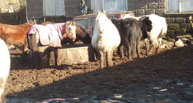 Horse dealer Jackie Johnson from Harriseahead, Stoke, UK, kept horses and donkeys in squalor.