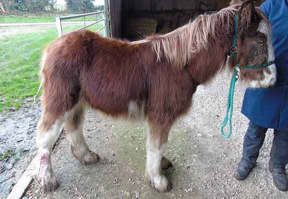 Horse dealer Jackie Johnson from Harriseahead, Stoke, UK, kept horses and donkeys in squalor.