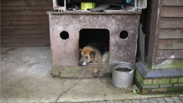 An elderly German Shepherd - which it's believed was Burgess' personal pet - was showing signs of skin disease, muscle wastage and weak back legs after being found living outside, tethered to an old wooden kennel.