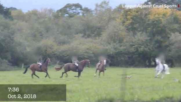 Still from footage filmed by the League Against Cruel Sports showing a fox being illegally targeted by Meynell and South Staffordshire Hunt associates