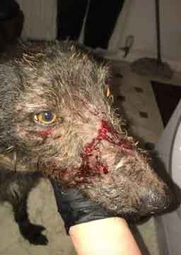 A Patterdale terrier was discovered with horrific injuries