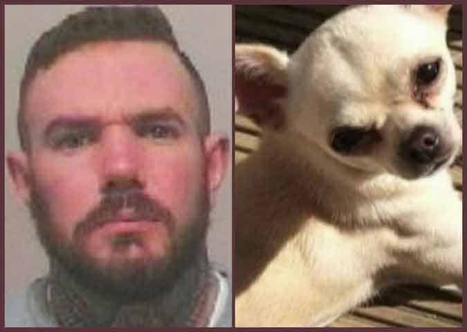 Dog killer Adam McCarthy and his tiny victim,  Chihuahua Mollie