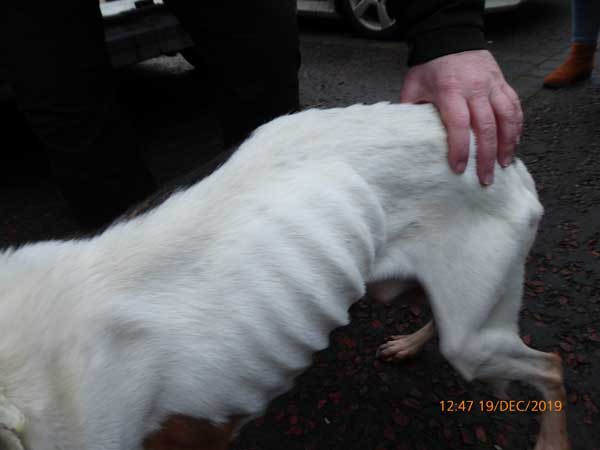 Emaciated dogs starved by Kathy Marshall from Carrickfergus, Northern Ireland