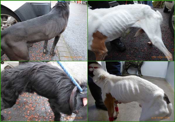 Emaciated dogs starved by Kathy Marshall from Carrickfergus, Northern Ireland