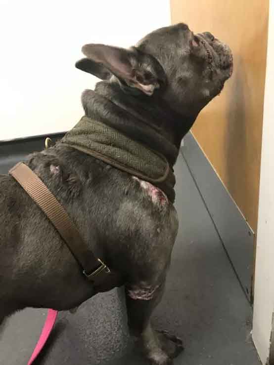 French bulldog Bella was suffering from a skin condition, which had caused hair loss and scabbing