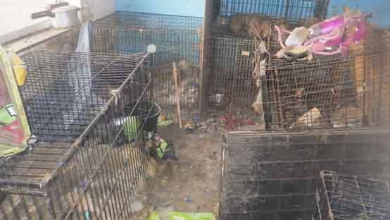 17 animals starved to death in the care of Mark Blackburn from Eccles