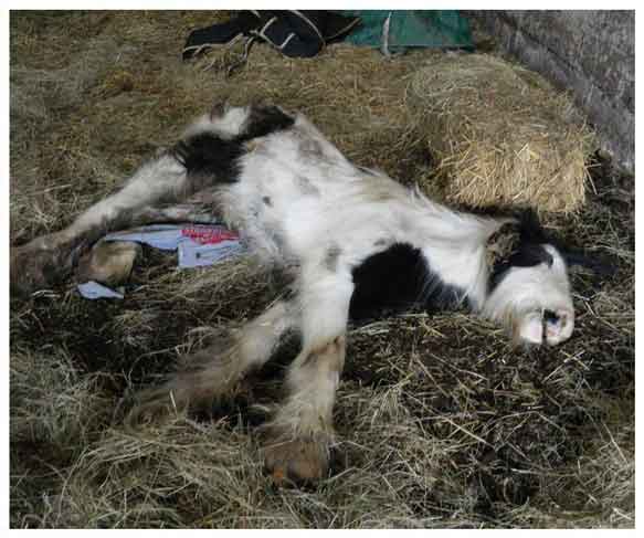 Emaciated horse Blue was found collapsed in a barn after being starved by Alice Jones from Gloucester