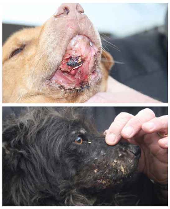 The dogs had painful untreated facial injuries