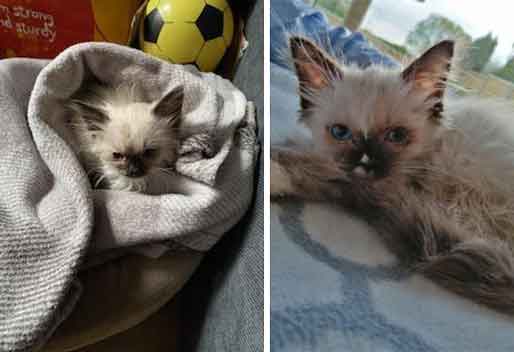 British Transport Police officer Amy Byrne and her boyfriend Harry Angell sold sick and dying kittens to customers in £280,000 scam 