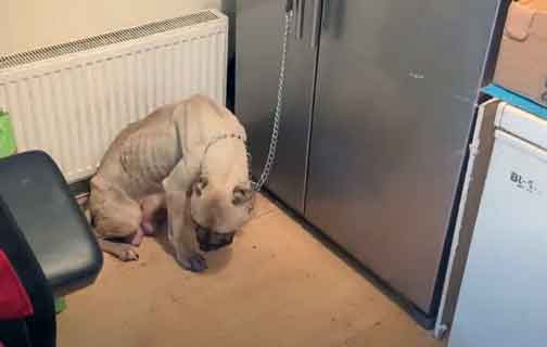 Coventry man Gurminder Singh Heer chained a starving dog that had given birth to puppies to a fridge