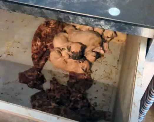 Coventry man Gurminder Singh Heer chained a starving dog that had given birth to puppies to a fridge