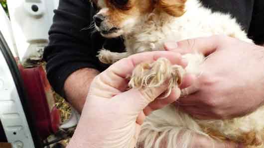 Six dogs and bearded dragon found 'living in faeces' at the home of Stacey and Jon McDermott