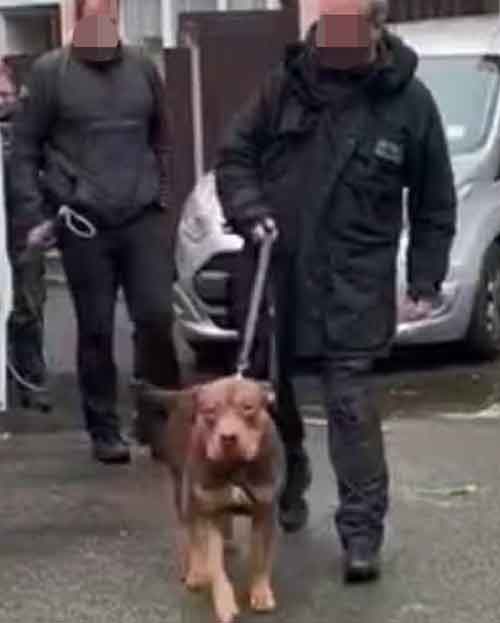 Prosecution of violent dog abuser Simon Thomas from Hackney, London.