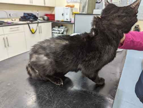 RSPCA prosecution of Matthew Daly of Southport, Merseyside, who left his cat in agony with unexplained multiple fractures in his paw.