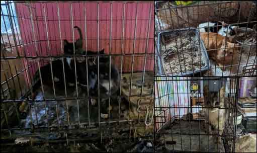 RSPCA prosecution of animal hoarder Stephanie Sinclaire from Brierley Hill, Dudley, West Midlands, who kept eight cats and five dogs in foul conditions and failed to feed them properly.