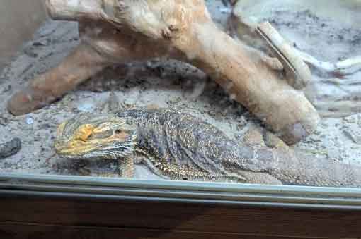 RSPCA prosecution of Bolton man Brian Simpson who abandoned four reptiles to die.