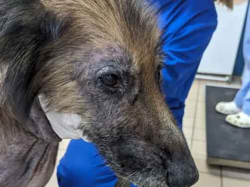 RSPCA prosecution of Dawid Palyz from Widnes, Cheshire, who severely neglected his pet dog and rabbit