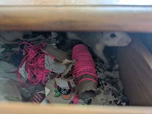 RSPCA prosecution of Sarah Jordan from Leyland, Lancashire for keeping over 100 rats in dirty and cramped conditions.