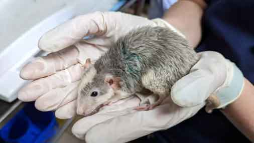 RSPCA prosecution of Sarah Jordan from Leyland, Lancashire for keeping over 100 rats in dirty and cramped conditions.