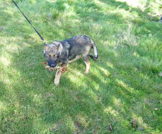 Prosecution of violent career criminal Alex Warren-Lean from Plymouth, who attempted to hurt a police dog and seriously injured his handler.