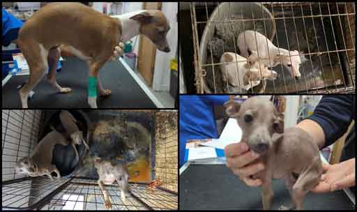 RSPCA prosecution of Middlesbrough backyard breeder Daniel Simpson for cruelty to 38 Italian greyhound dogs and puppies