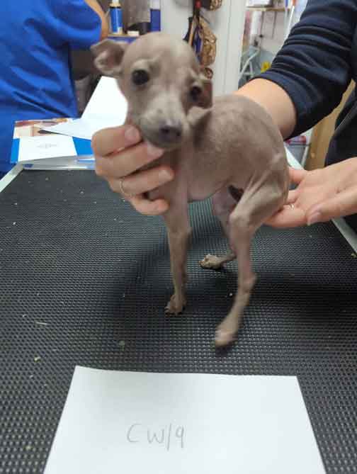 RSPCA prosecution of Middlesbrough backyard breeder Daniel Simpson for cruelty to 38 Italian greyhound dogs and puppies