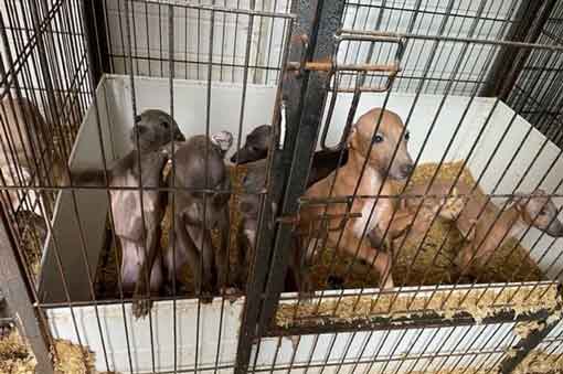 RSPCA prosecution of Middlesbrough backyard breeder Daniel Simpson for cruelty to 38 Italian greyhound dogs and puppies