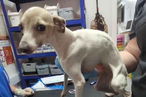 RSPCA prosecution of Middlesbrough backyard breeder Daniel Simpson for cruelty to 38 Italian greyhound dogs and puppies