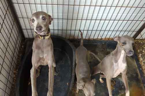 RSPCA prosecution of Middlesbrough backyard breeder Daniel Simpson for cruelty to 38 Italian greyhound dogs and puppies