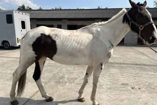 Walsall gypsy was disqualified from owning or keeping horses for 10 years after he was found guilty of overworking a pregnant mare to exhaustion.