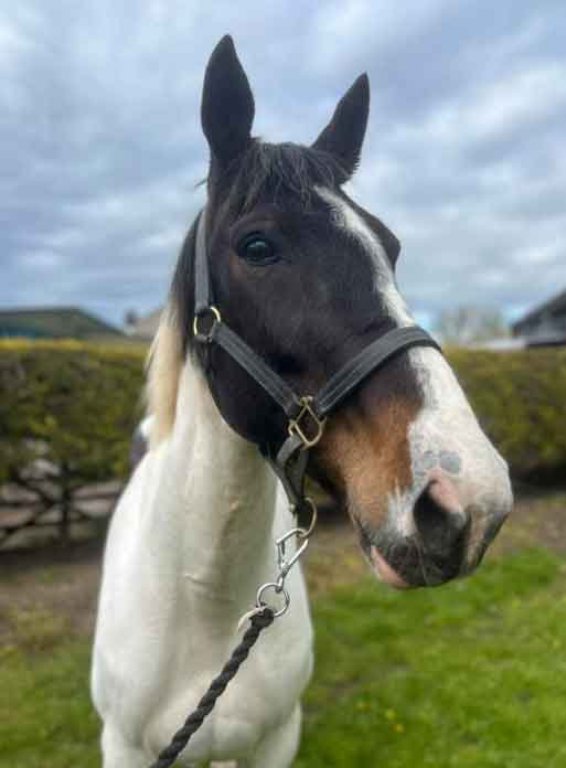 Walsall gypsy was disqualified from owning or keeping horses for 10 years after he was found guilty of overworking a pregnant mare to exhaustion.