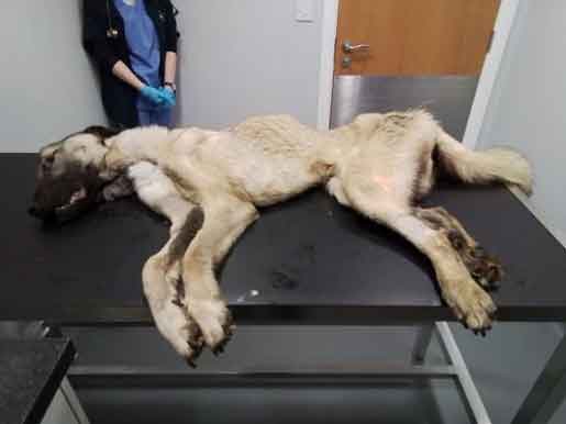 RSPCA prosecution of Kerry Hodgkinson, a dog groomer from Winsford, Cheshire who starved a dog to death.