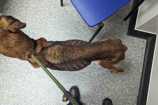 RSPCA prosecution of Leeds woman Kimberley Barber, who abandoned an elderly dog and two bearded dragons to their fate.