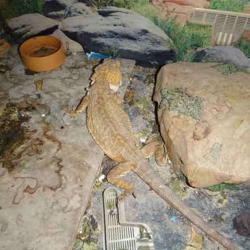 RSPCA prosecution of Leeds woman Kimberley Barber, who abandoned an elderly dog and two bearded dragons to their fate.