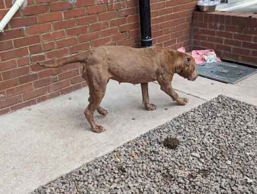 RSPCA prosecution of Abergavenny dog trainer Mathew Rusell who beat his dogs and neglected their needs