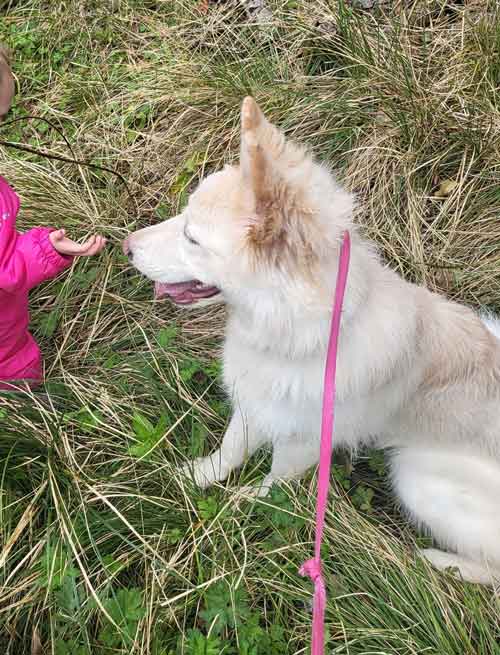 Prosecution of Rebecca McPhee from Elderslie, Renfrewshire, Scotland, who starved and neglected a dog she had previously loved and cared for.