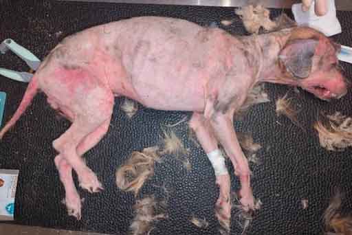 RSPCA prosecution of Hartlepool couple Tracey Laycock and Carl Rayner who left their dog to suffer with a severe skin and ear condition.