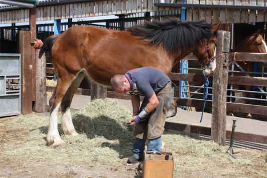 Farrier Andrew Bagnall, from Sutton Coldfield, has been removed from the FRC register after kicking and punching a customer's pony.