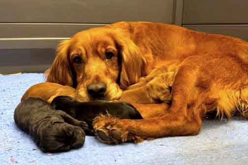 Prosecution of Devon puppy farmer Andrew Watts from Milton Damerel.