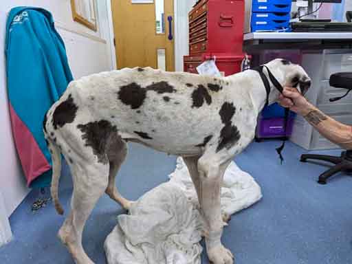 RSPCA prosecution of Corrine Clarkson and Delroy Elliott from Burngreave, Sheffield, who left their elderly Great Dane in pain for months.