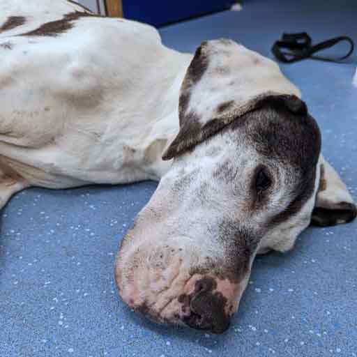 RSPCA prosecution of Corrine Clarkson and Delroy Elliott from Burngreave, Sheffield, who left their elderly Great Dane in pain for months.