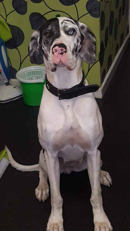 RSPCA prosecution of Corrine Clarkson and Delroy Elliott from Burngreave, Sheffield, who left their elderly Great Dane in pain for months.