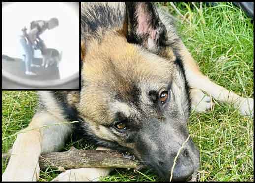 RSPCA prosecution of Josh Richards and Liam Cottle from Northampton, UK.