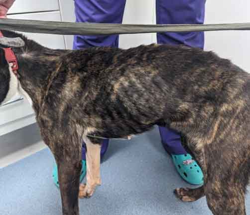 RSPCA prosecution of Julie Kavanagh, aka Julie Hope, from Gateshead, Tyne and Wear - who starved her dog to skin and bone.