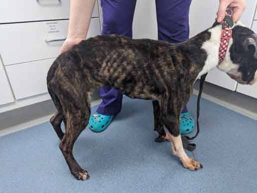 RSPCA prosecution of Julie Kavanagh, aka Julie Hope, from Gateshead, Tyne and Wear - who starved her dog to skin and bone.